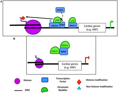 Coordinating Regulation of Gene Expression in Cardiovascular Disease: Interactions between Chromatin Modifiers and Transcription Factors